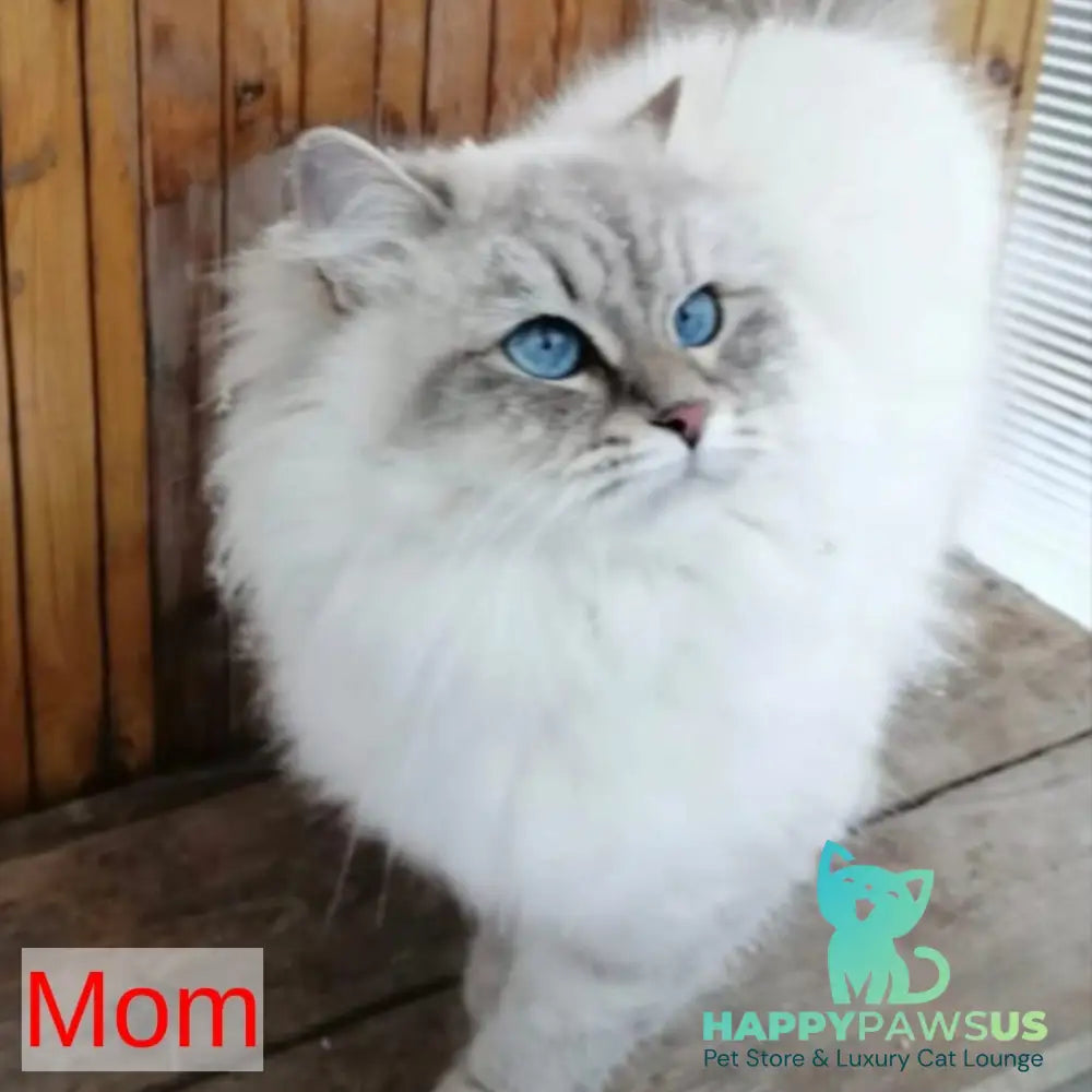 Kovboj Siberian male blue tabby pointed with white - live animals