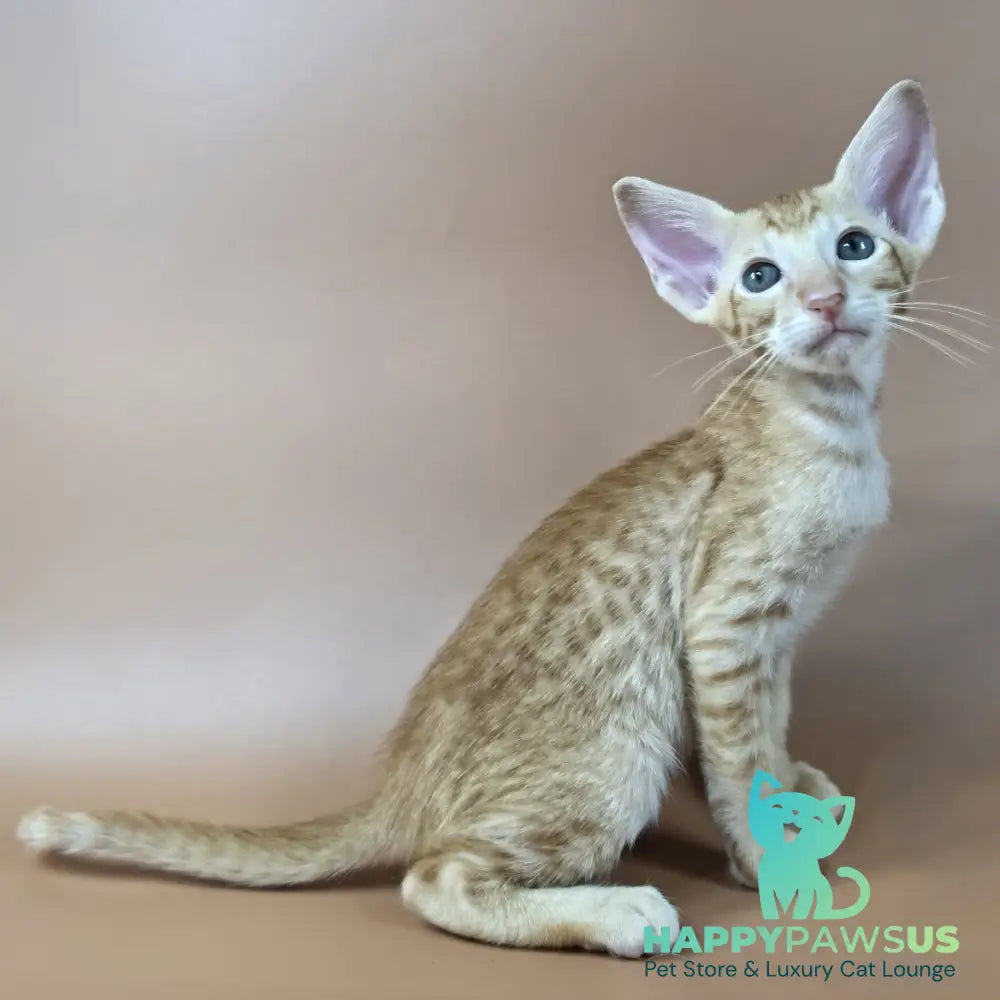Kovu Oriental Shorthair male red spotted tabby - live animals