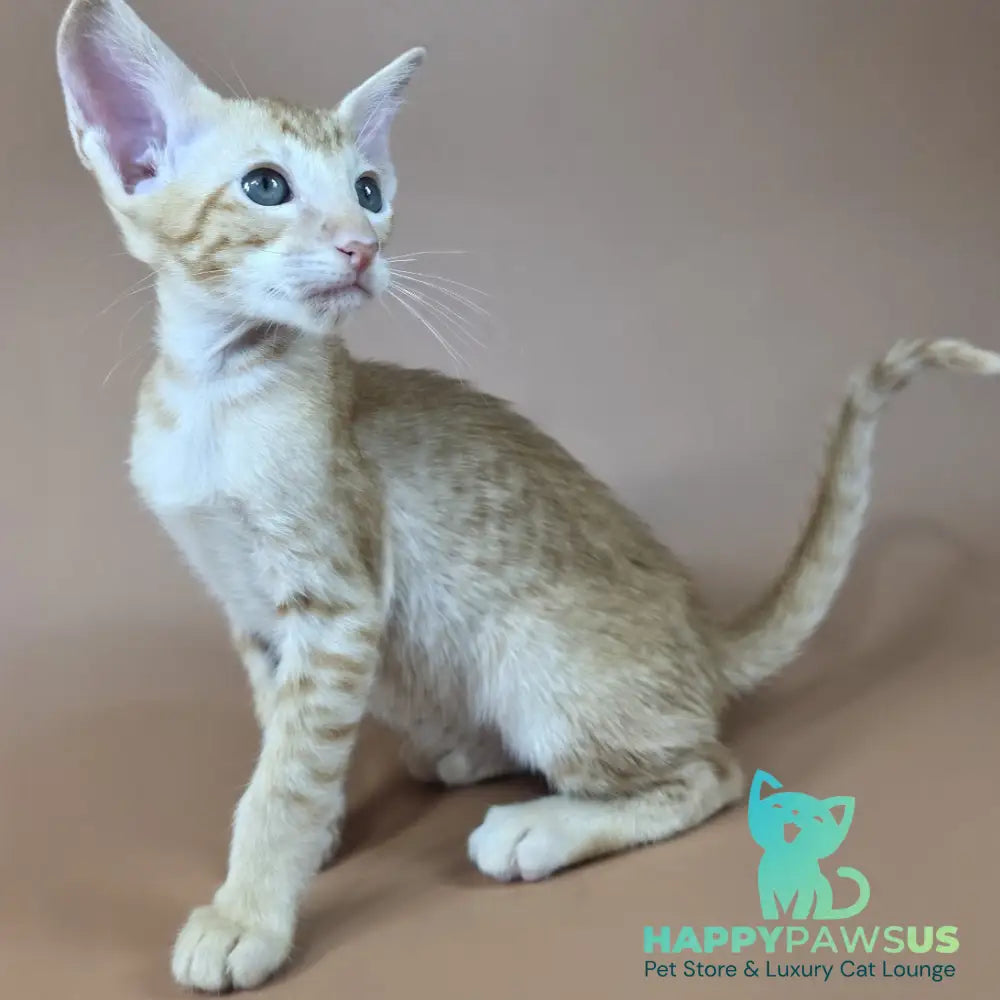 Kovu Oriental Shorthair male red spotted tabby - live animals