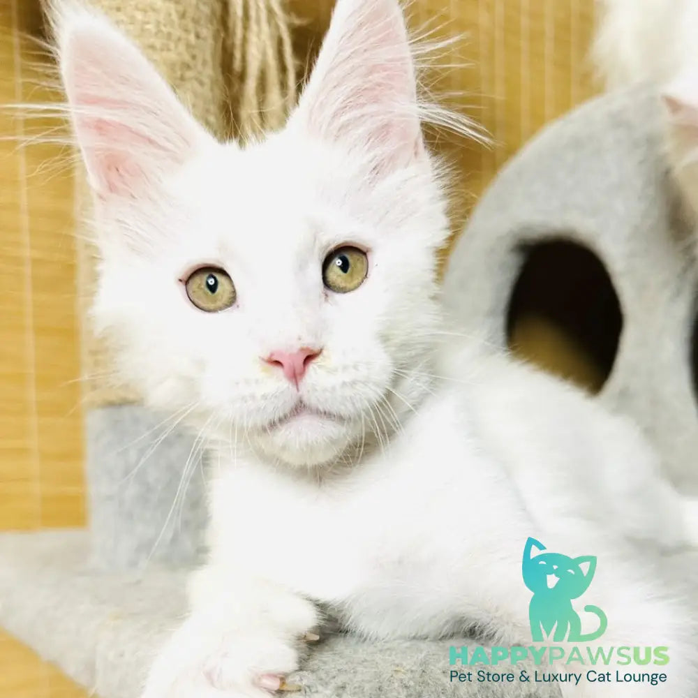 Kozak Maine Coon male white - live animals