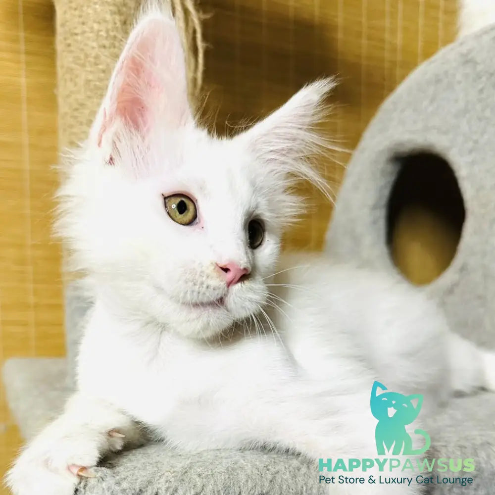 Kozak Maine Coon male white - live animals