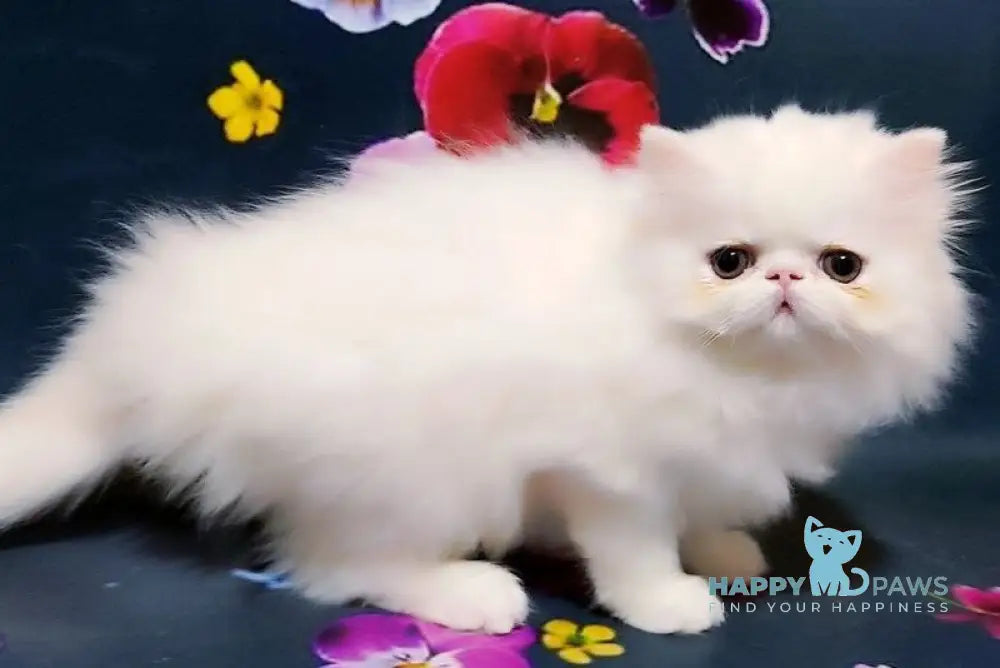Kralya Persian female white live animals