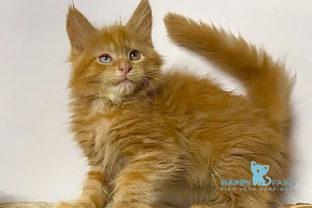 Krash Maine Coon polydactyl male red tabby with white - live animals