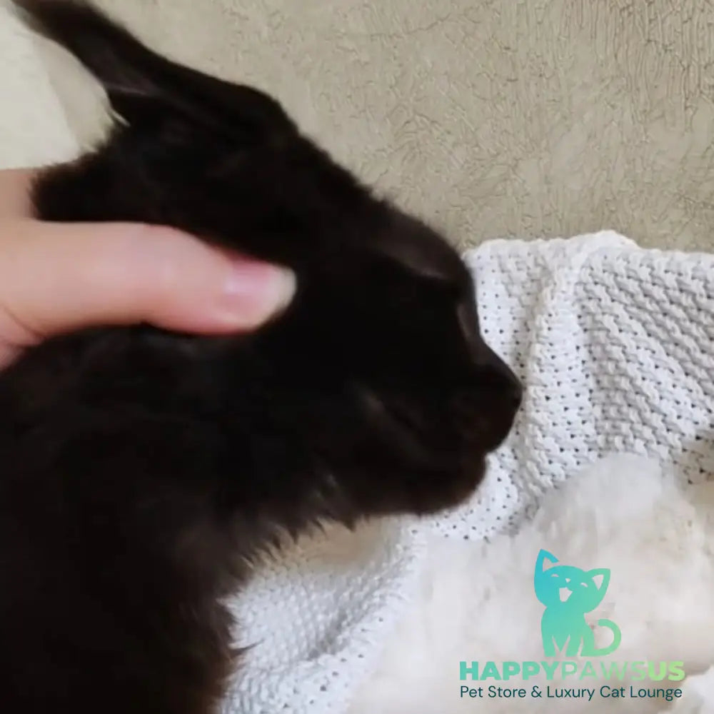 Krasotka Maine Coon female black - live animals