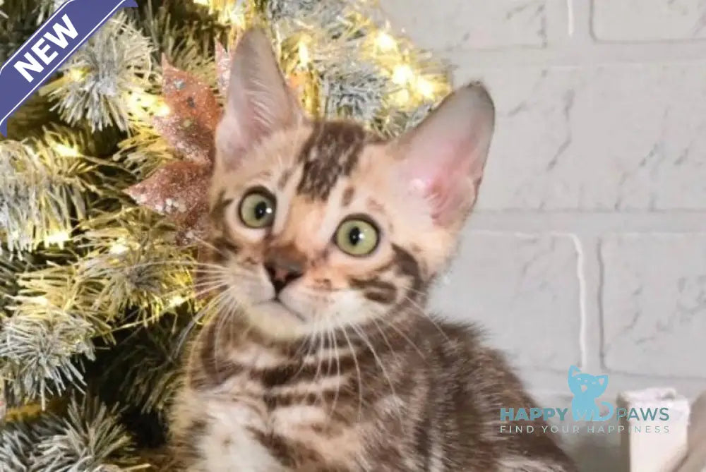 Krater Bengal male snow tabby live animals