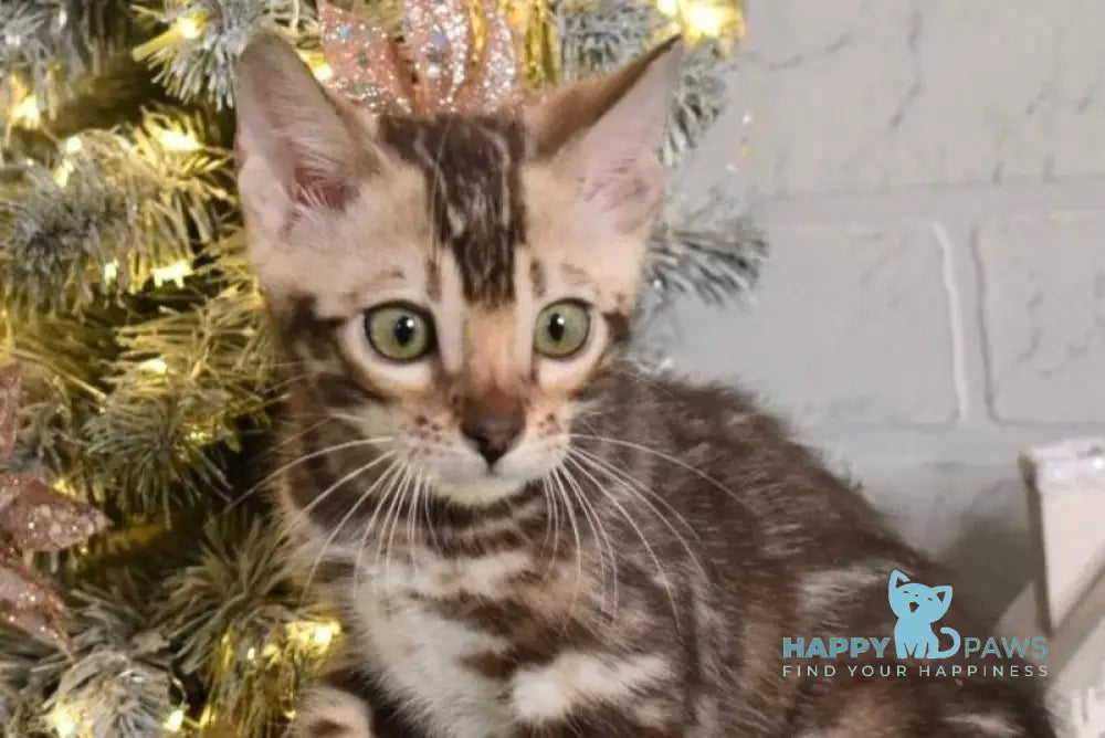 Krater Bengal male snow tabby live animals