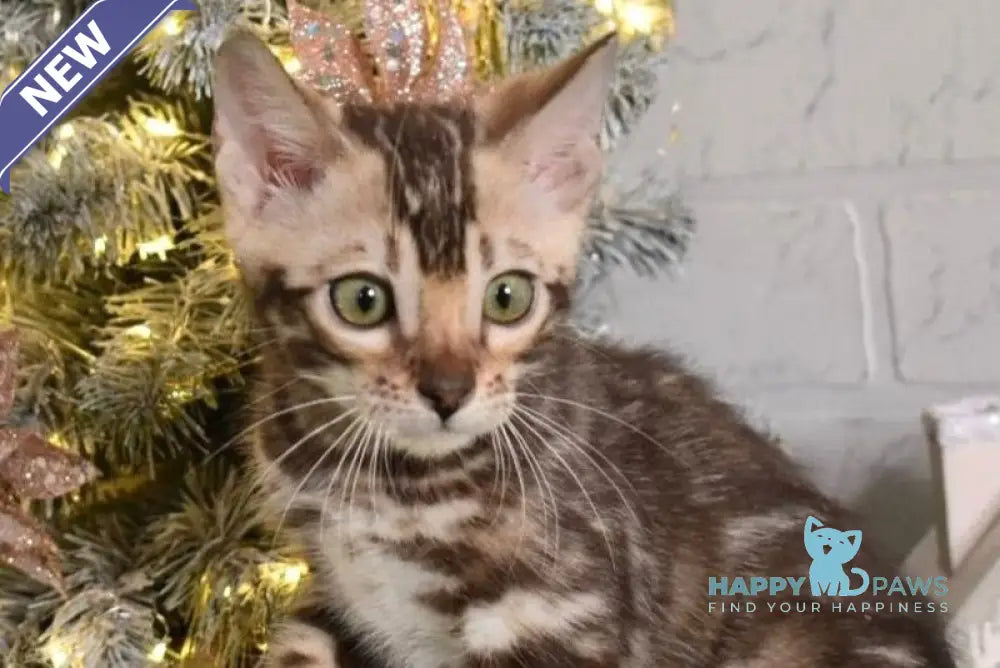 Krater Bengal male snow tabby live animals