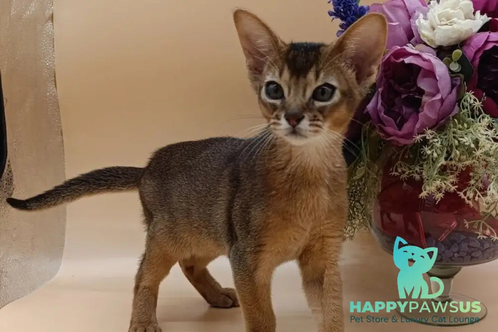 Kraven Abyssinian male ruddy - live animals