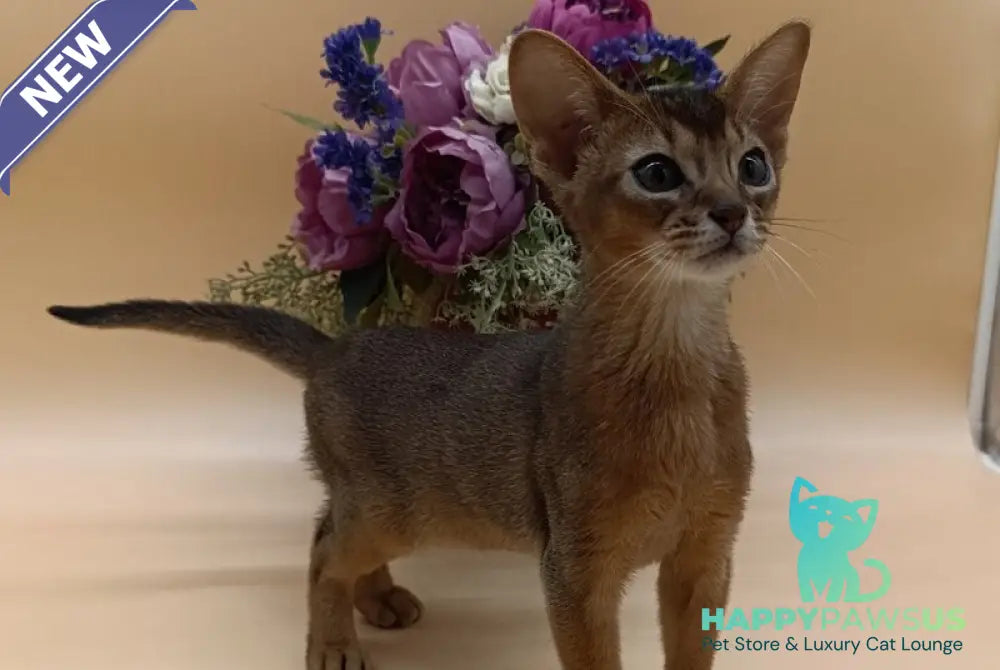 Kraven Abyssinian male ruddy - live animals