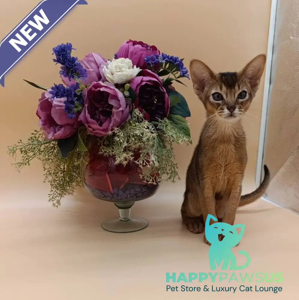 Kraven Abyssinian male ruddy - live animals