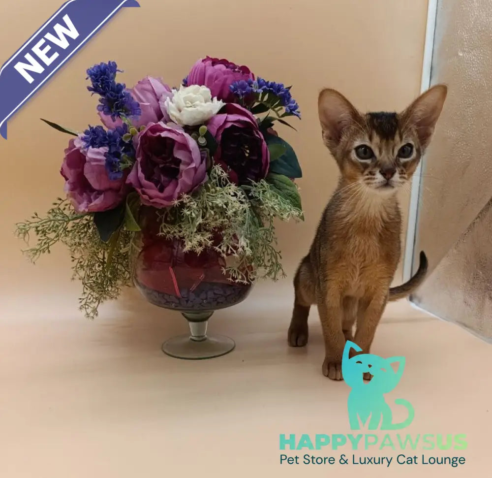Kraven Abyssinian male ruddy - live animals