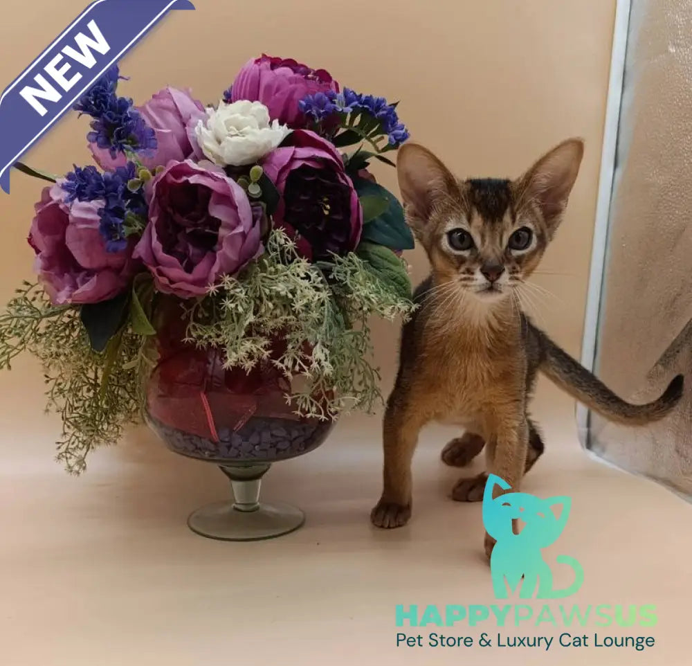 Kraven Abyssinian male ruddy - live animals
