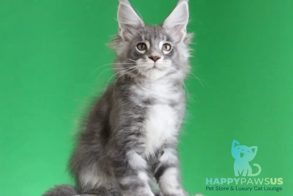 Krendel Maine Coon male black silver tabby live animals