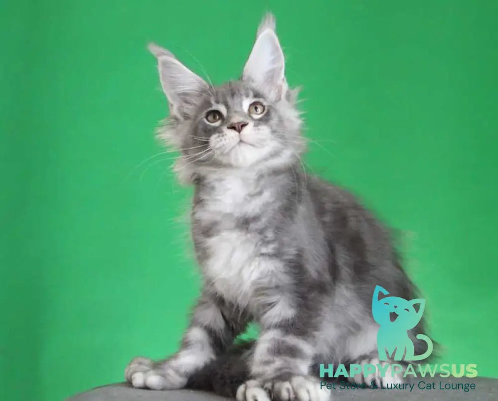 Krendel Maine Coon male black silver tabby live animals