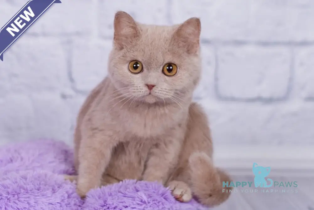 Kris British Shorthair male fawn live animals