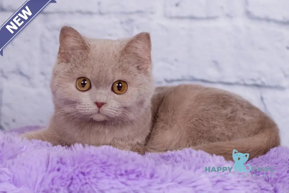 Kris British Shorthair male fawn live animals
