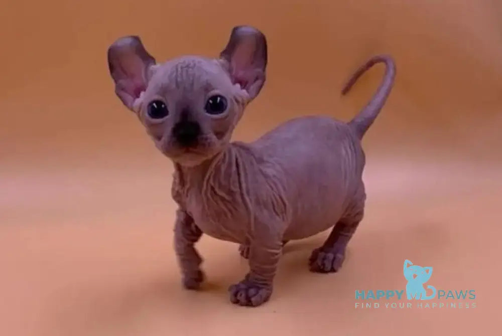 Kris Dwelf male black pointed live animals