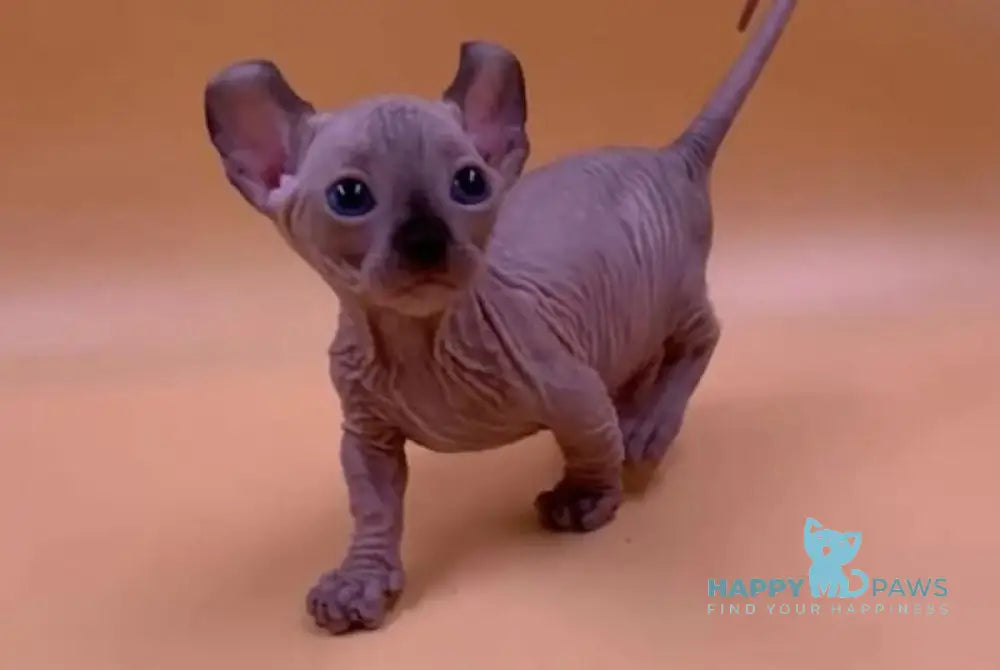 Kris Dwelf male black pointed live animals