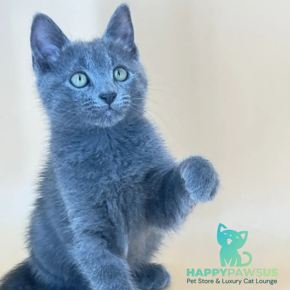Kris Russian Blue male blue - live animals