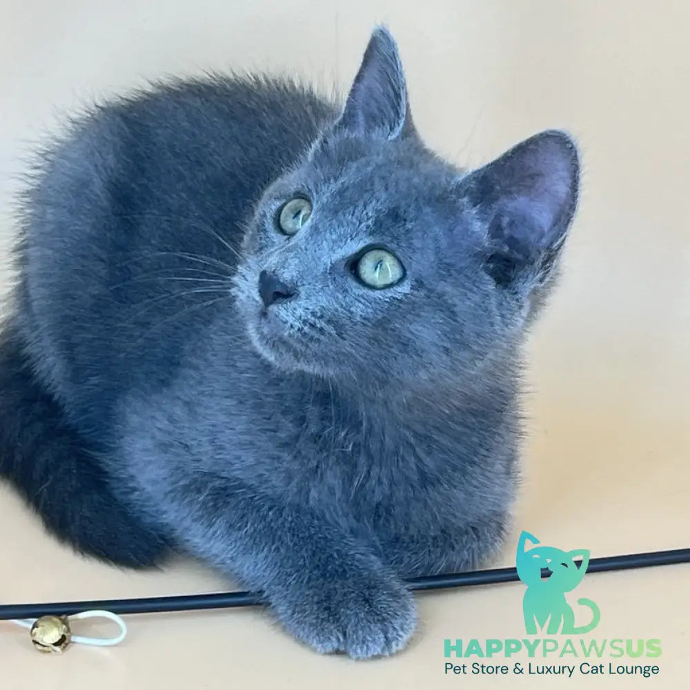 Kris Russian Blue male blue - live animals