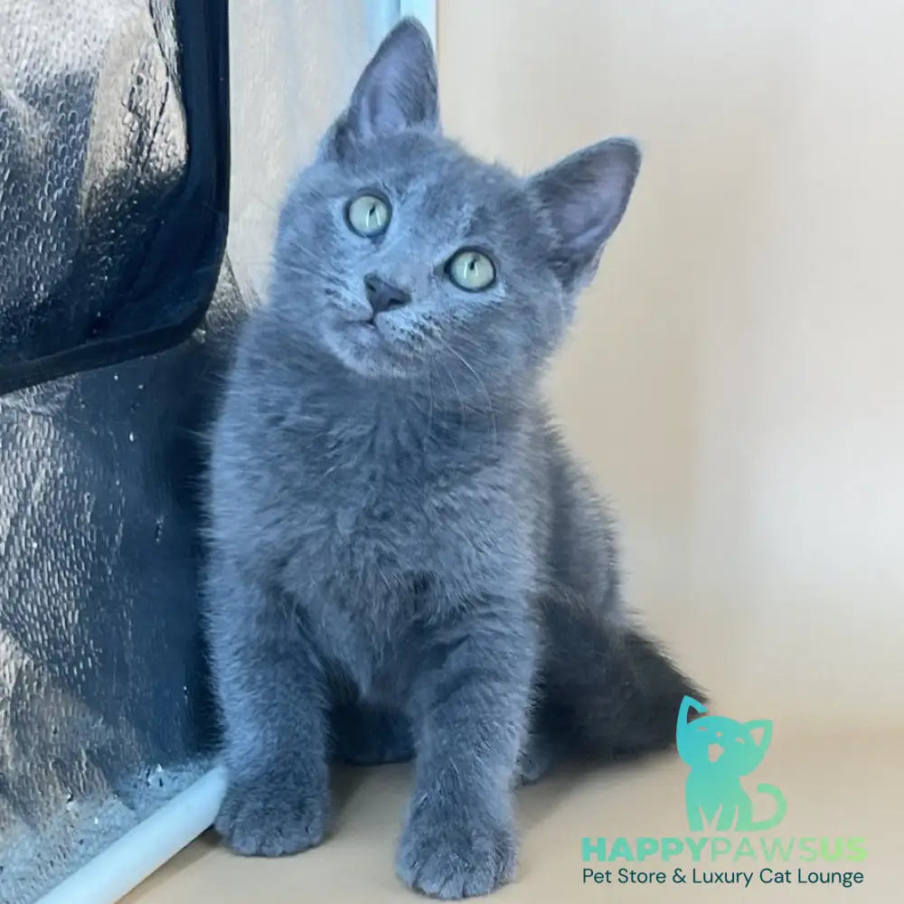 Kris Russian Blue male blue - live animals
