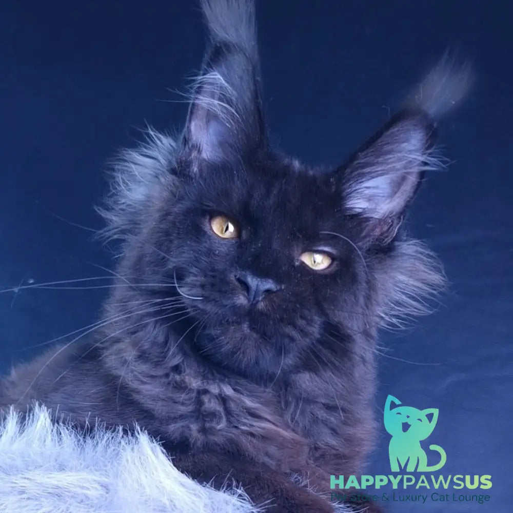Kristal Lux Maine Coon female black - live animals