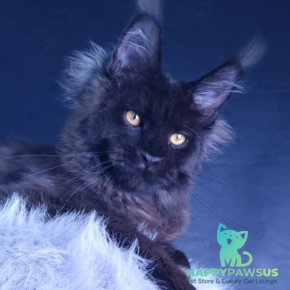 Kristal Lux Maine Coon female black - live animals