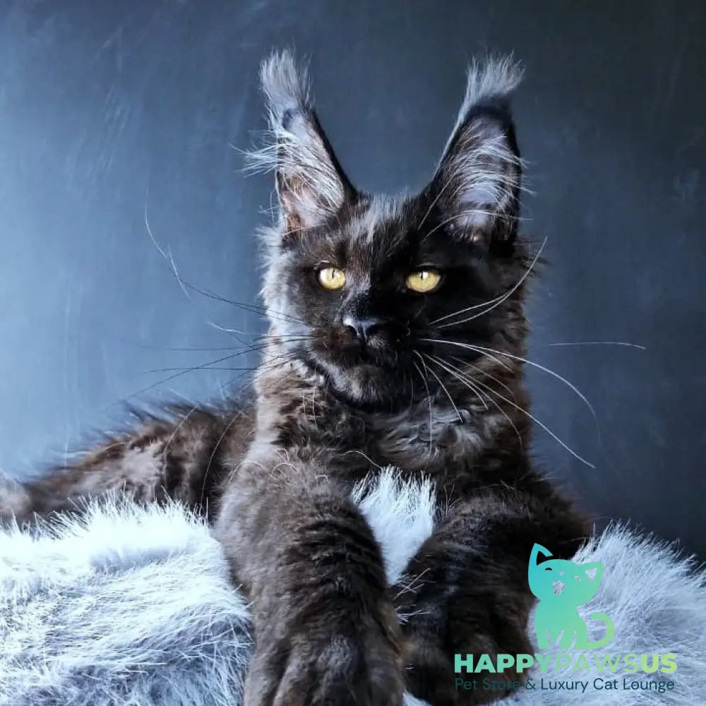 Kristal Lux Maine Coon female black - live animals