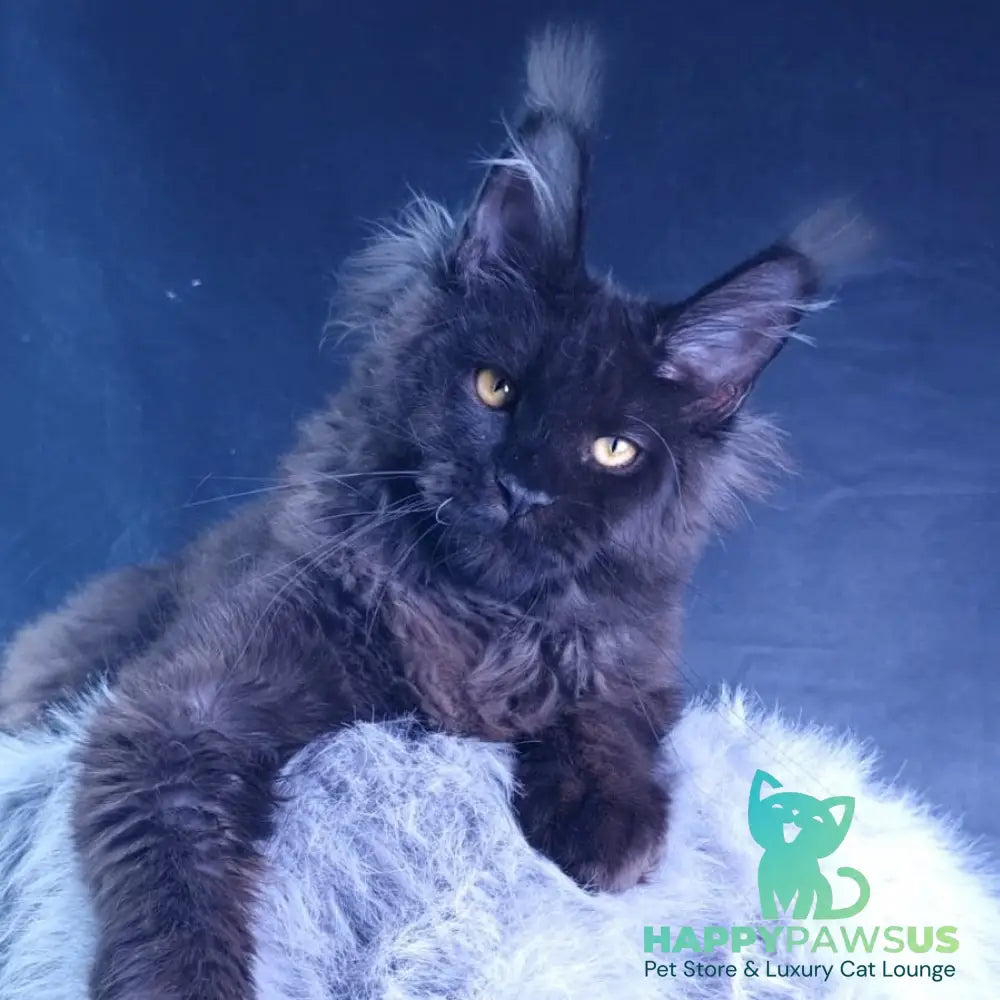 Kristal Lux Maine Coon female black - live animals