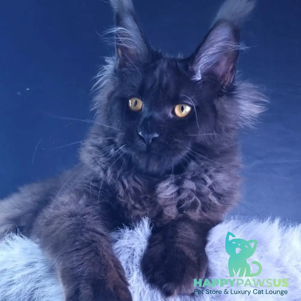 Kristal Lux Maine Coon female black - live animals