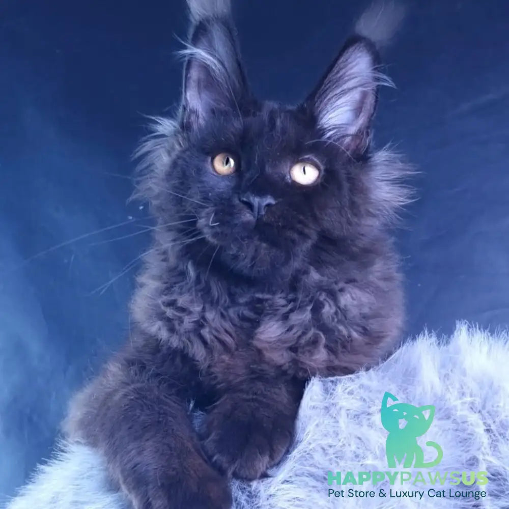 Kristal Lux Maine Coon female black - live animals