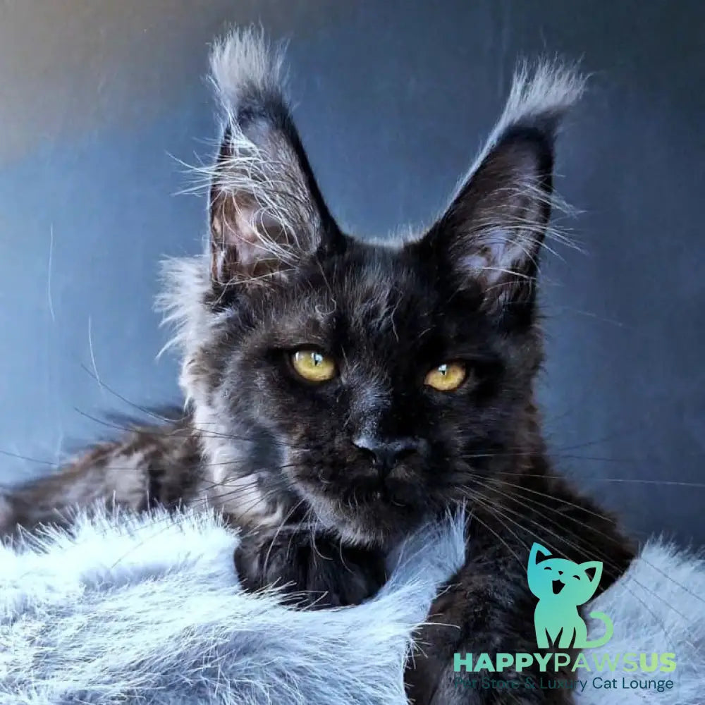 Kristal Lux Maine Coon female black - live animals