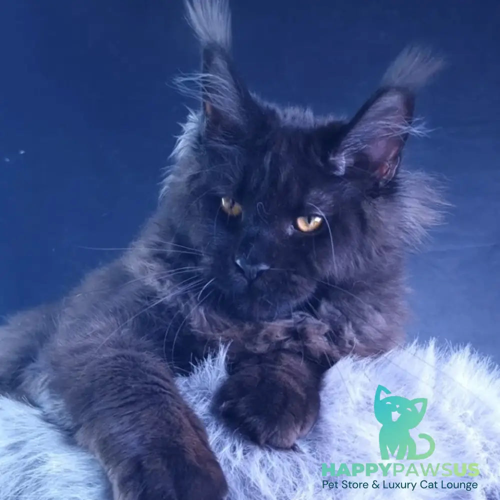 Kristal Lux Maine Coon female black - live animals