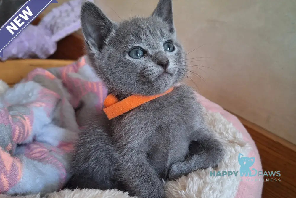 Kristall Russian Blue male blue - live animals