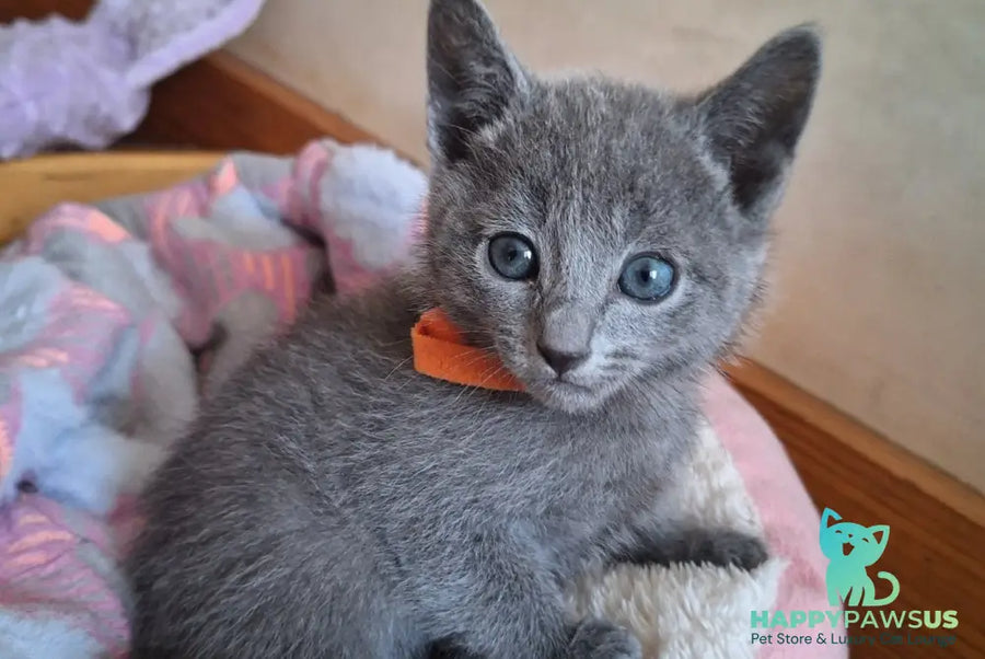 Kristall Russian Blue male blue - live animals
