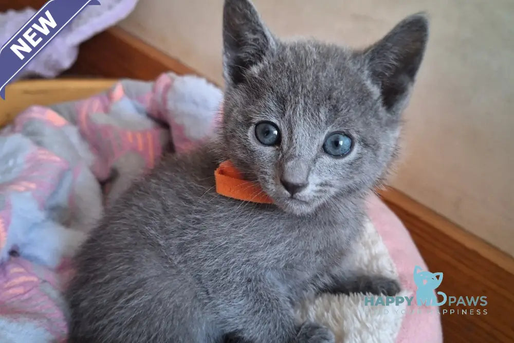 Kristall Russian Blue male blue - live animals