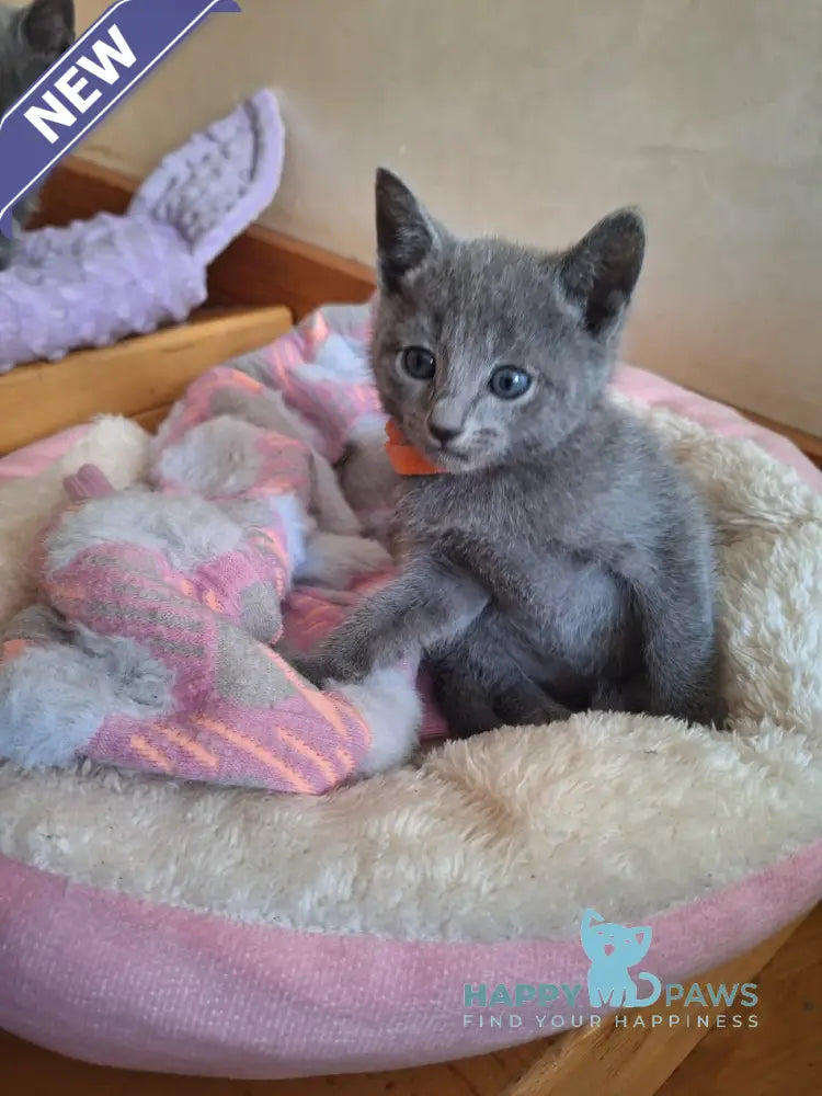 Kristall Russian Blue male blue - live animals