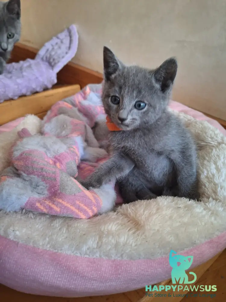 Kristall Russian Blue male blue - live animals