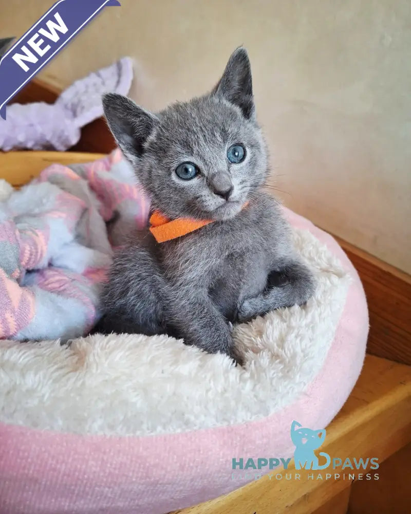 Kristall Russian Blue male blue - live animals