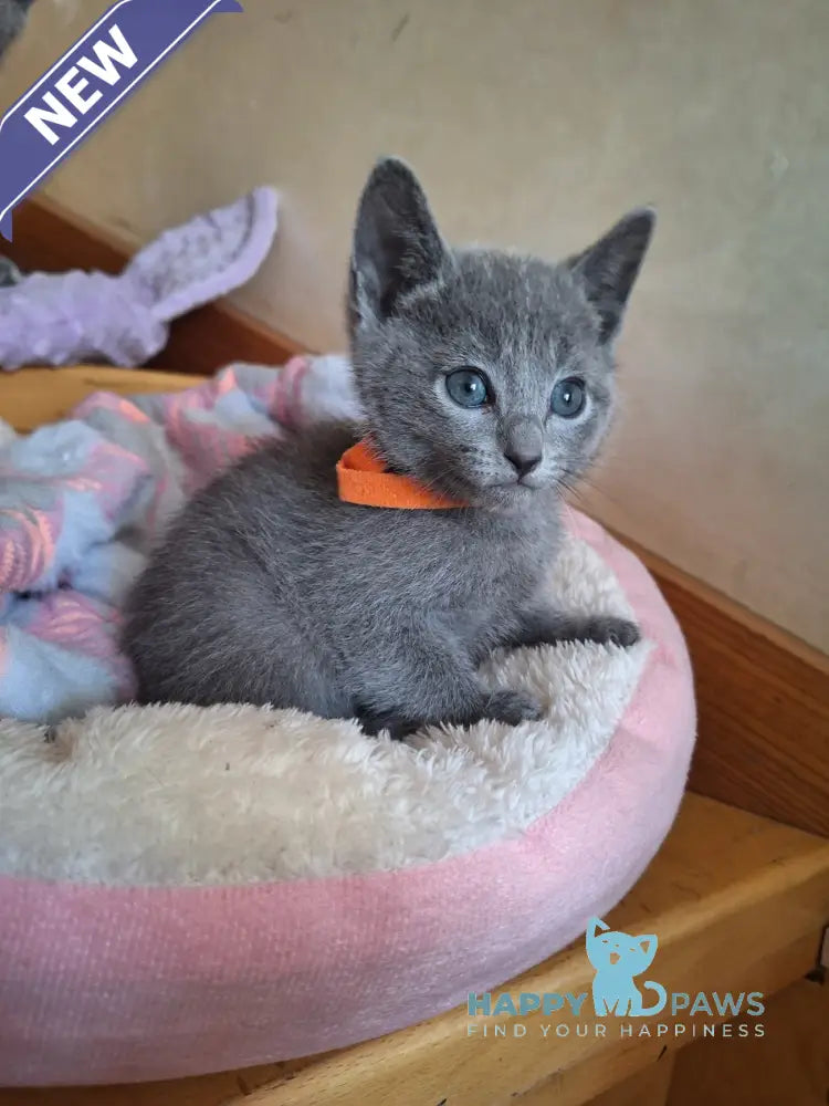 Kristall Russian Blue male blue - live animals