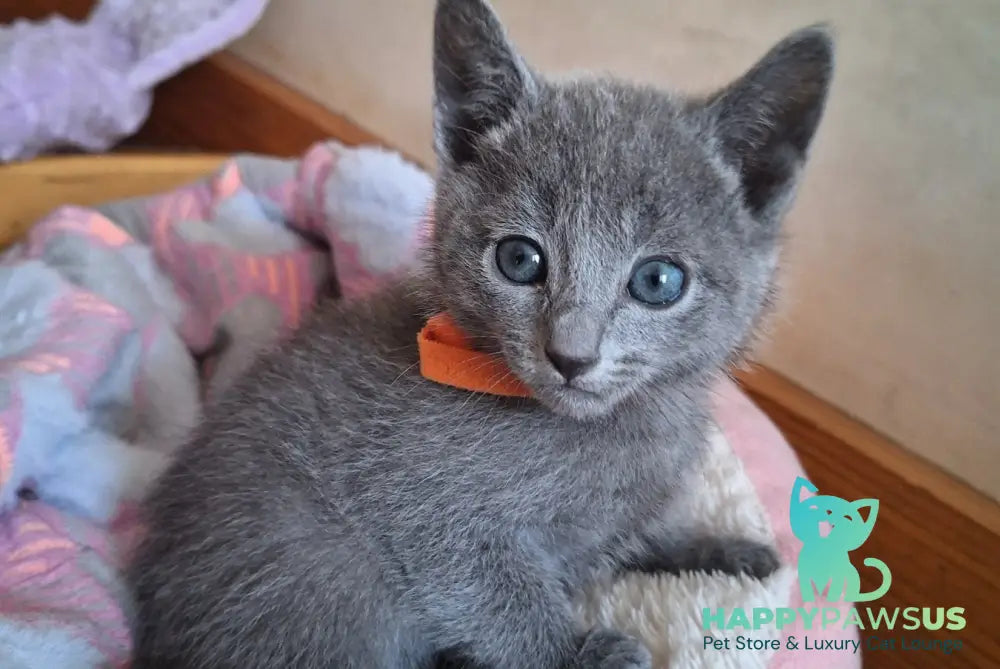 Kristall Russian Blue male blue - live animals