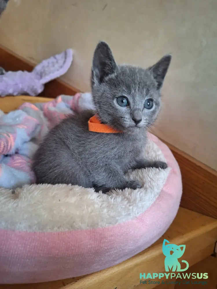 Kristall Russian Blue male blue - live animals