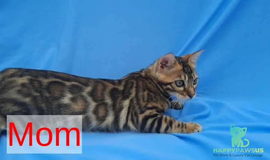 Kristen Bengal male black spotted tabby pointed - live animals