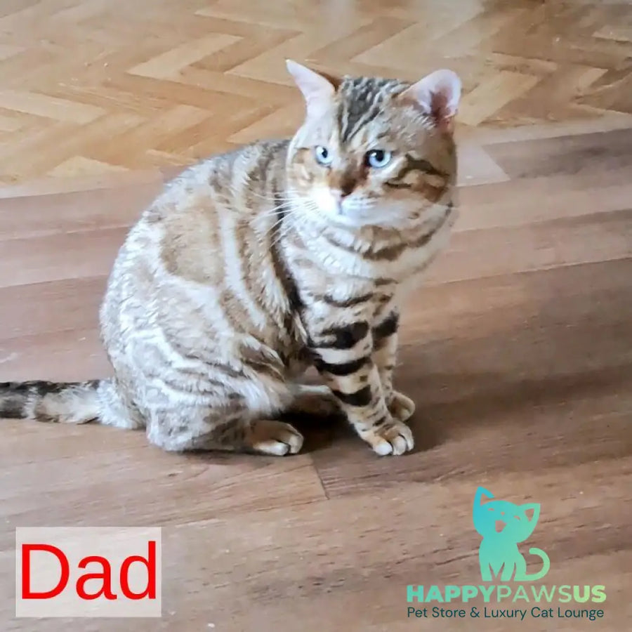 Kristen Bengal male black spotted tabby pointed - live animals