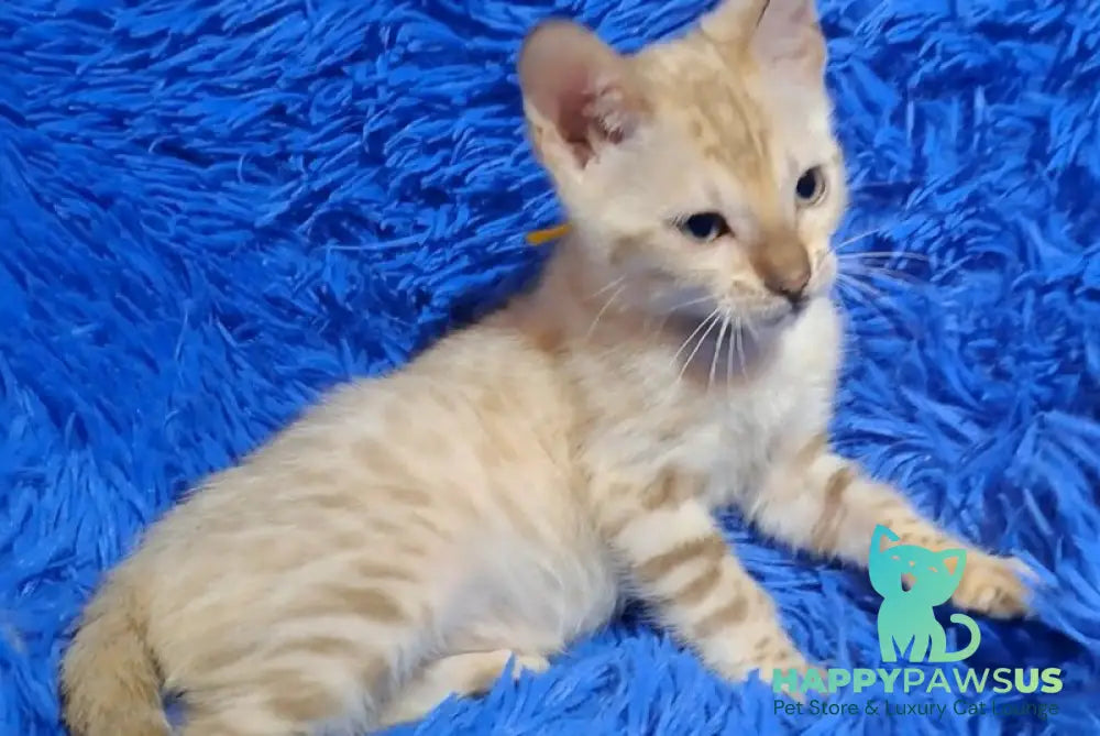 Kristen Bengal male black spotted tabby pointed - live animals
