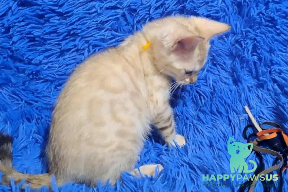 Kristen Bengal male black spotted tabby pointed - live animals