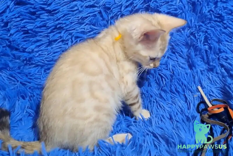 Kristen Bengal male black spotted tabby pointed - live animals