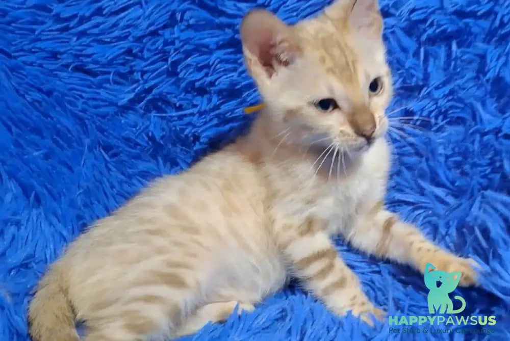 Kristen Bengal male black spotted tabby pointed - live animals