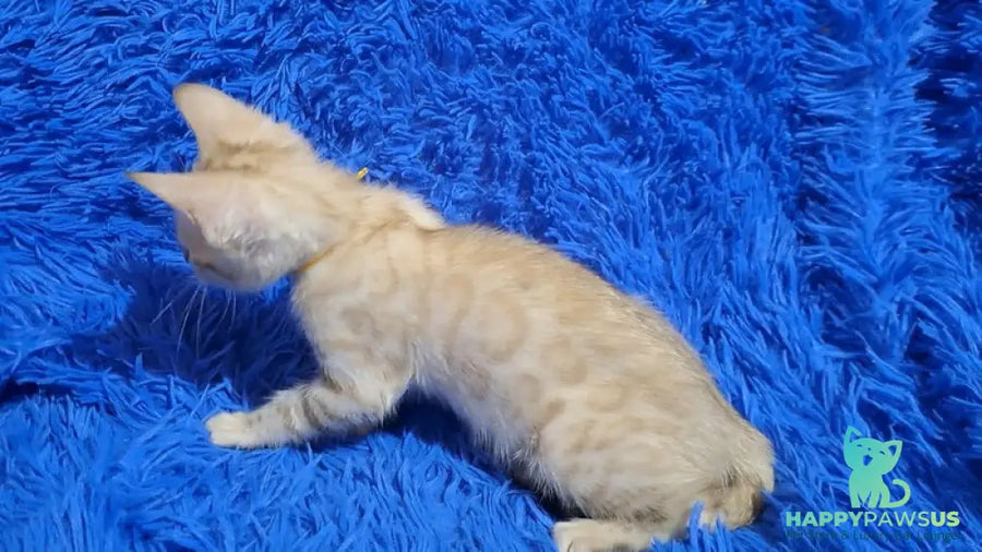 Kristen Bengal male black spotted tabby pointed - live animals