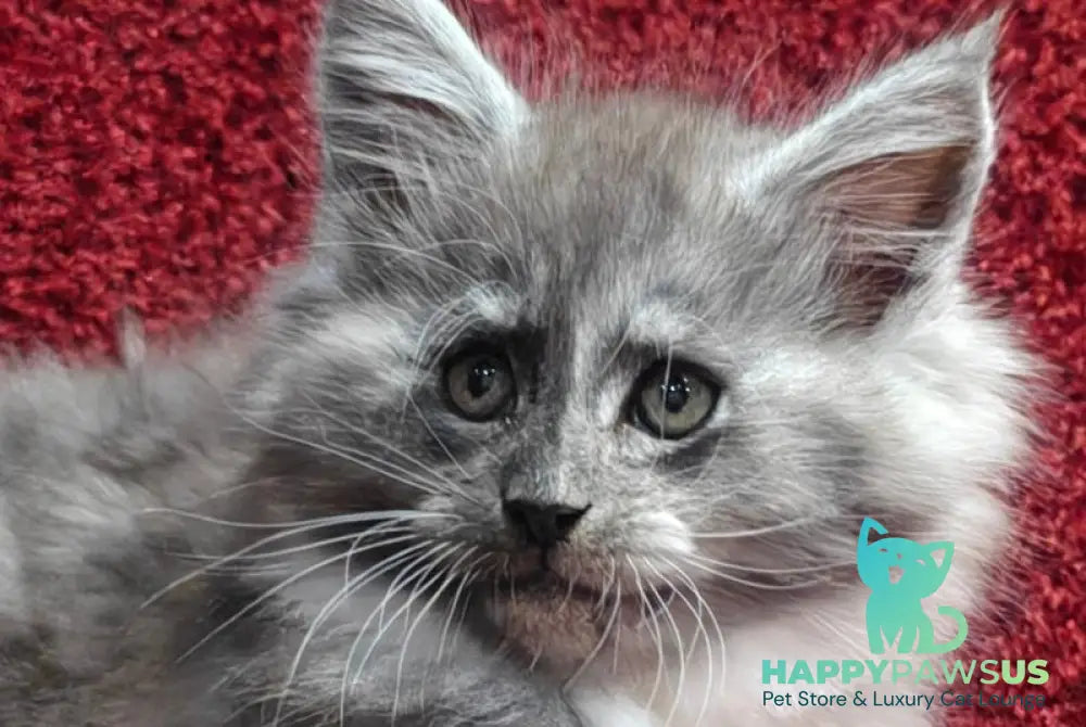 Kristian Maine Coon male black silver with white live animals